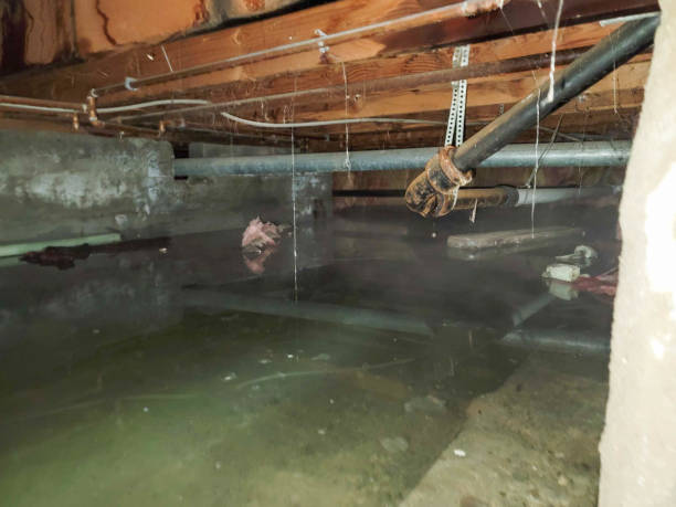 Best Sewage cleanup and water damage restoration  in Belle Glade, FL