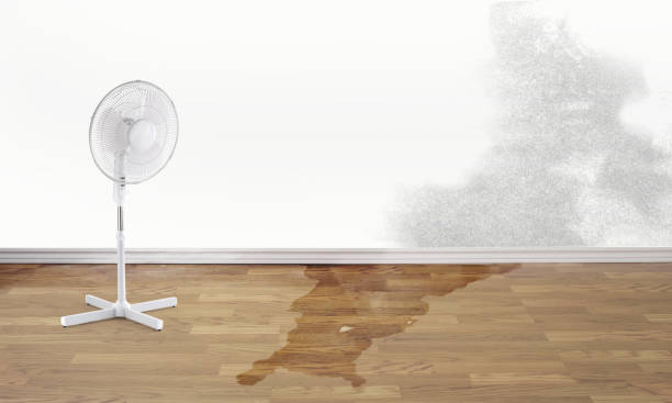 Best Water damage contractors near me  in Belle Glade, FL