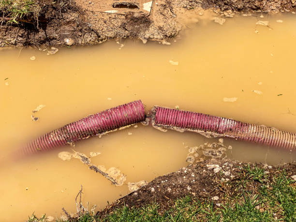 Best Water damage cleanup near me  in Belle Glade, FL